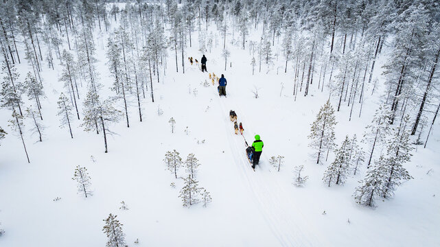 Aerial view of dogsledding through a snowy forest, the bright jackets of the drivers a stark contrast to the white landscape, Pudasjarvi, Finland.