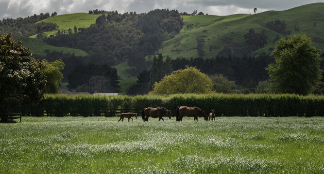 Rural landscape with green paddocks, trees, hills, horses and foals