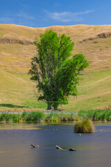 ニュージーランド　ホークス・ベイ地方にある湿地保護区のペカペカ・リージョナルパーク