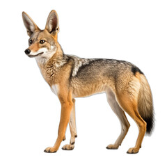 Obraz premium Portrait of a Red Fox Standing Alert in Profile with a Fluffy Tail