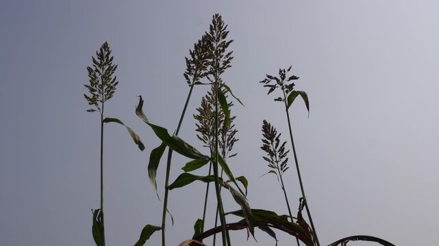 Sorghum, known as great millet, broomcorn, or jowar seed head