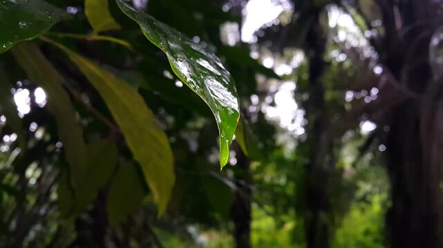 Dark green melinjo leaves are wet from rainwater in the forest. 4k footage focus on foreground. Perfect for documentaries about tropical rainforests and World Wildlife Conservation Day on December 4th