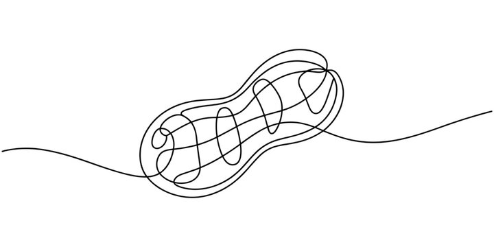 Peanut simple vector drawing. One continuous line art border, background, label design, Peanuts Drawing, One continuous line drawing of whole healthy organic peanut for snack product logo identity.