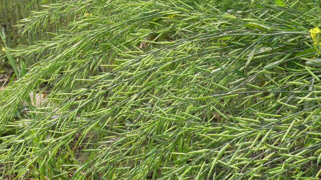 Green Mustard Pods Ripening in Fields