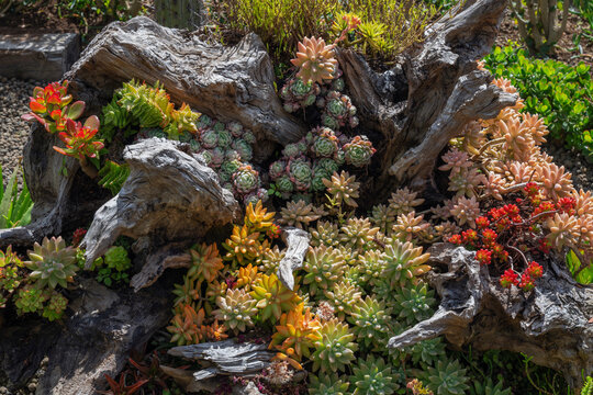 Variety of succulent plants in Monte Palace Tropical Garden Funchal Portugal