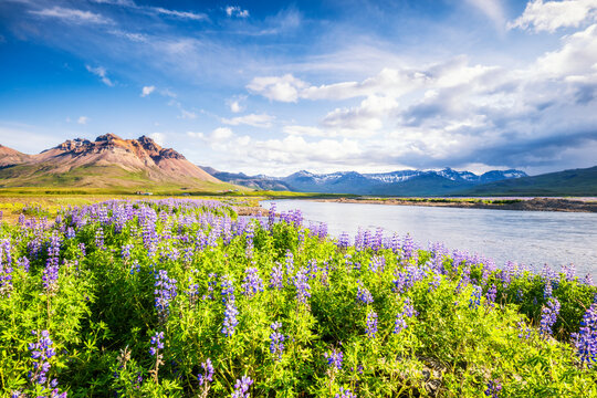 Vibrant lupine along J�kuls� � Dal river with mountains in East Iceland