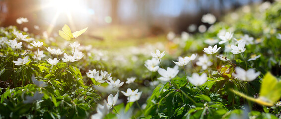 Spring wildflowers forest background for seasonal design