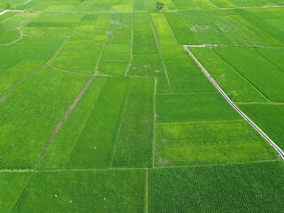 Obraz premium Aerial View Of Lush Green Rice Fields Divided Into Rectangular Plots With Irrigation Ditches