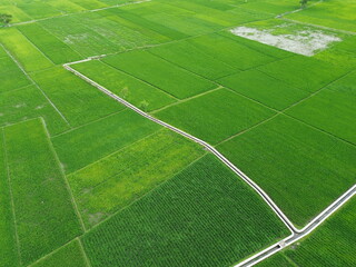 Obraz premium Aerial View Of Lush Green Rice Fields Divided Into Rectangular Plots With Irrigation Ditches
