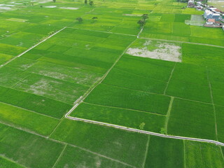 Obraz premium Aerial View Of Lush Green Rice Fields Divided Into Rectangular Plots With Irrigation Ditches