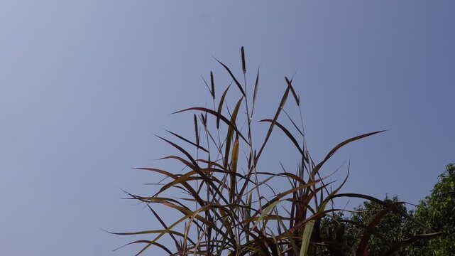 Red Tall Perennial Napier Grass Fields