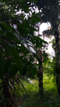 4k vertical footage of melinjo leaves exposed to rainwater in focus in the foreground in the forest. World Environment Day on June 5th. Shot in a tropical rainforest.