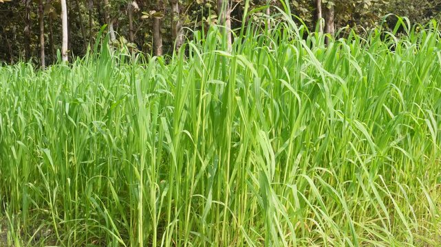 Lush green fields of Napier grass, also known as elephant grass