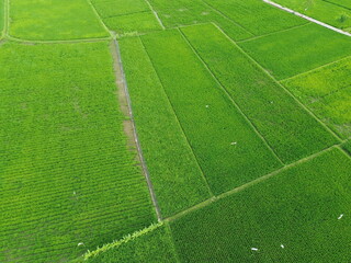 Obraz premium Aerial View Of Lush Green Rice Fields Divided Into Rectangular Plots With Irrigation Ditches