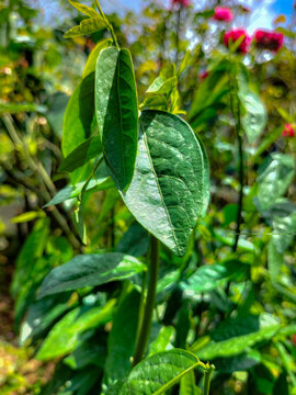 Selective focus. Katuk leaves, scientifically known as Sauropus androgynus with blurred natural background. Katuk plants that have oval-shaped leaves with a silvery pattern in the middle. 