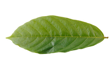 Obraz premium green cocoa leaf isolated on a white background