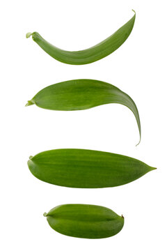 leaves of vanilla orchid plant isolated on a white background