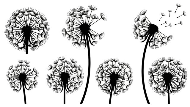 A collection of seven black and white illustrations of dandelions in various stages of bloom and seed dispersal, set against a white background.