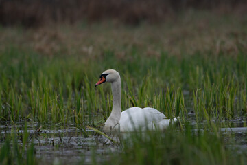 łabędź na bagnie wśr&oacute;d zielonych traw