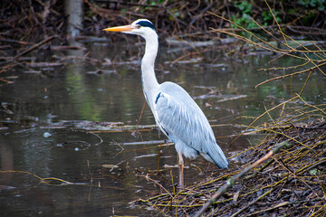 Fototapeta premium A beautiful Grey Heron fishing at Iremongers Pond in Nottingham, UK.