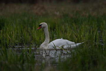 łabędź na bagnie wśr&oacute;d zielonych traw