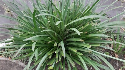 Obraz premium Photo of green plants with long leaves and white flowers taken outdoors in natural daylight. Suitable for botanical documentation, landscaping visuals, and editorial use. This image reflects tropical 