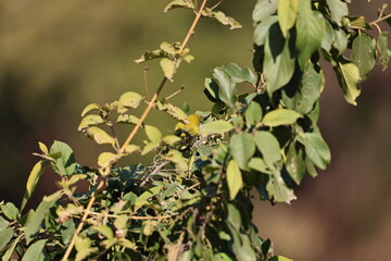 Obraz premium Indian white Eye