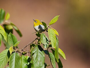 Indian white Eye