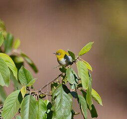 Indian white Eye
