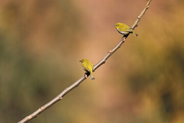 Indian white Eye
