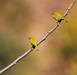 Indian white Eye