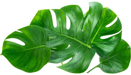 Close-up of lush, vibrant green leaves with unique hole patterns, arranged in a natural cluster, showcasing intricate details