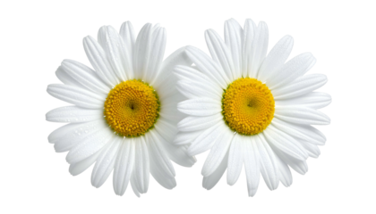 Close-up of two bright, white daisies with prominent yellow centers. Petals are neatly arranged around the flower's core, offering a crisp, natural aesthetic