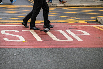 Stop line with words STOP ahead of a tram intersection, persons walking across road. 