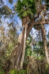 palm point park, newnans lake, alachua county, gainesville, florida,