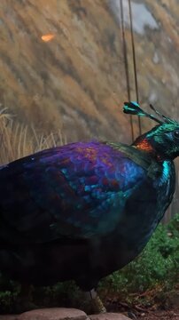 Himalayan monal pheasant close up portrait. Close up portrait of Himalayan monal pheasant showing detailed iridescent plumage.