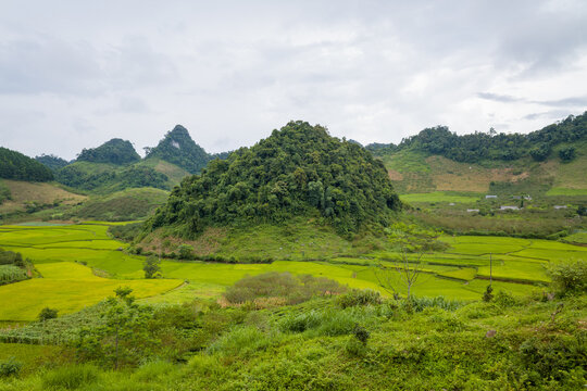 A lush, forested limestone hill stands at the center of vivid green and yellow rice paddies in a broad valley near Mai Chau and Moc Chau, Vietnam. Overcast skies cast soft light across the layered