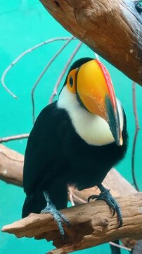 Rare mountain pheasant standing in enclosure. Rare Himalayan monal pheasant standing calmly in zoological park environment.