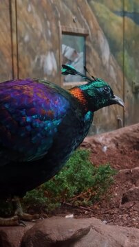 Colorful Himalayan monal pheasant in zoo. Himalayan monal pheasant with vibrant feathers photographed in New York zoo enclosure.