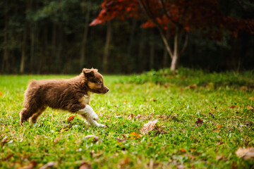 Brown Australian Shepherd puppy with white paws runs across a green meadow under autumn trees in warm evening light