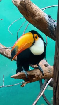 Exotic pheasant with iridescent feathers. Exotic Himalayan monal pheasant displaying bright metallic colors inside zoo habitat.