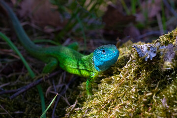 Fototapeta premium The green lizard is an endangered species found in Moravia. It is widespread in southeastern Europe from northwestern Italy and Austria through southern Ukraine and the Black Sea coast of Turkey.