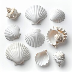 Collection of Various White Seashells Arranged on a White Background with Natural Lighting
