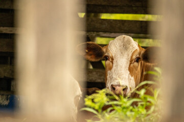 Curious Cow Looking Through Fence on Rural Farm