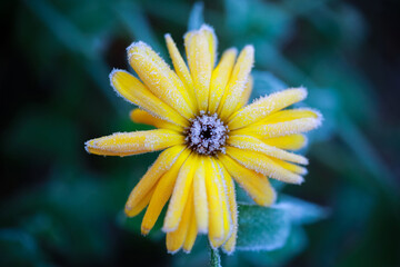 Frost on the plants and leaves