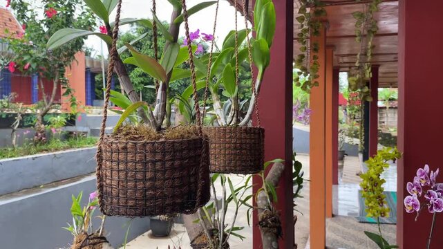Dendrobium orchid plants planted in hanging coconut fiber pots, displaying a natural and beautiful home garden decoration with a terrace background.