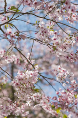 ニュージーランド　オークランドのワン・ツリー・ヒル内にあるコーンウォールパークで咲く桜