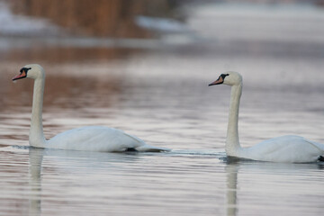 łabędzie zimą na niezamarzniętej tafli wody © Michał Kurzątkowski