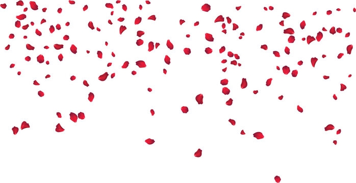 Isolated single rose petals set illustration for custom floral design composition