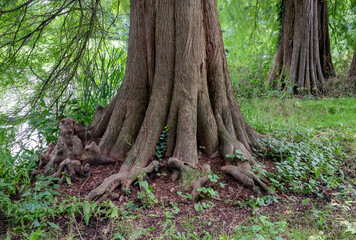 Fototapeta premium Ancient tree trunk with massive roots and textured bark in green forest landscape